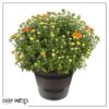 Live Hardy Chrysanthemum in Deco Wine Barrel - Orange - Colorful Fall Mums - 15" Tall by 12" Wide in 3 Qt Deco Pot - Image 6
