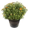 Live Hardy Chrysanthemum in Deco Wine Barrel - Orange - Colorful Fall Mums - 15" Tall by 12" Wide in 3 Qt Deco Pot