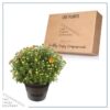 Live Hardy Chrysanthemum in Deco Wine Barrel - Orange - Colorful Fall Mums - 15" Tall by 12" Wide in 3 Qt Deco Pot - Image 5