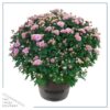 Live Hardy Chrysanthemum in Deco Wine Barrel - Pink - Colorful Fall Mums - 15" Tall by 12" Wide in 3 Qt Deco Pot - Image 2