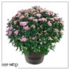 Live Hardy Chrysanthemum in Deco Wine Barrel - Pink - Colorful Fall Mums - 15" Tall by 12" Wide in 3 Qt Deco Pot - Image 7