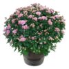 Live Hardy Chrysanthemum in Deco Wine Barrel - Pink - Colorful Fall Mums - 15" Tall by 12" Wide in 3 Qt Deco Pot