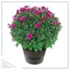 Live Hardy Chrysanthemum in Deco Wine Barrel - Purple - Colorful Fall Mums - 15" Tall by 12" Wide in 3 Qt Deco Pot - Image 2