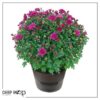 Live Hardy Chrysanthemum in Deco Wine Barrel - Purple - Colorful Fall Mums - 15" Tall by 12" Wide in 3 Qt Deco Pot - Image 9