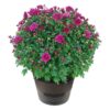 Live Hardy Chrysanthemum in Deco Wine Barrel - Purple - Colorful Fall Mums - 15" Tall by 12" Wide in 3 Qt Deco Pot
