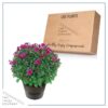 Live Hardy Chrysanthemum in Deco Wine Barrel - Purple - Colorful Fall Mums - 15" Tall by 12" Wide in 3 Qt Deco Pot - Image 5