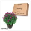 Live Hardy Chrysanthemum in Deco Wine Barrel - Purple - Colorful Fall Mums - 15" Tall by 12" Wide in 3 Qt Deco Pot - Image 8