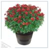 Live Hardy Chrysanthemum in Deco Wine Barrel - Red - Colorful Fall Mums - 15" Tall by 12" Wide in 3 Qt Deco Pot - Image 2