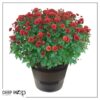 Live Hardy Chrysanthemum in Deco Wine Barrel - Red - Colorful Fall Mums - 15" Tall by 12" Wide in 3 Qt Deco Pot - Image 7
