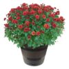 Live Hardy Chrysanthemum in Deco Wine Barrel - Red - Colorful Fall Mums - 15" Tall by 12" Wide in 3 Qt Deco Pot
