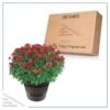 Live Hardy Chrysanthemum in Deco Wine Barrel - Red - Colorful Fall Mums - 15" Tall by 12" Wide in 3 Qt Deco Pot - Image 5