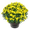 Live Hardy Chrysanthemum in Deco Wine Barrel - Yellow - Colorful Fall Mums - 15" Tall by 12" Wide in 3 Qt Deco Pot
