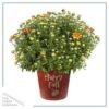 Live Flowering Hardy Chrysanthemum in Happy Fall Deco Planter - Orange -Beautiful Fall Color - 15" Tall by 12" Wide in 3 Qt Deco Pot - Image 2