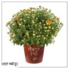 Live Flowering Hardy Chrysanthemum in Happy Fall Deco Planter - Orange -Beautiful Fall Color - 15" Tall by 12" Wide in 3 Qt Deco Pot - Image 7