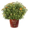 Live Flowering Hardy Chrysanthemum in Happy Fall Deco Planter - Orange -Beautiful Fall Color - 15" Tall by 12" Wide in 3 Qt Deco Pot