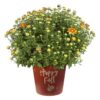 Live Flowering Hardy Chrysanthemum in Happy Fall Deco Planter - Orange -Beautiful Fall Color - 15" Tall by 12" Wide in 3 Qt Deco Pot - Image 8