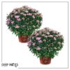 Live Flowering Hardy Chrysanthemum in Happy Fall Deco Planter - Pink - Beautiful Fall Color - 15" Tall by 12" Wide in 3 Qt Deco Pot - Image 6