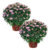 Live Flowering Hardy Chrysanthemum in Happy Fall Deco Planter - Pink - Beautiful Fall Color - 15" Tall by 12" Wide in 3 Qt Deco Pot - Image 7