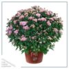 Live Flowering Hardy Chrysanthemum in Happy Fall Deco Planter - Pink - Beautiful Fall Color - 15" Tall by 12" Wide in 3 Qt Deco Pot - Image 2