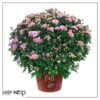 Live Flowering Hardy Chrysanthemum in Happy Fall Deco Planter - Pink - Beautiful Fall Color - 15" Tall by 12" Wide in 3 Qt Deco Pot - Image 8