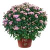 Live Flowering Hardy Chrysanthemum in Happy Fall Deco Planter - Pink - Beautiful Fall Color - 15" Tall by 12" Wide in 3 Qt Deco Pot - Image 9