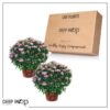 Live Flowering Hardy Chrysanthemum in Happy Fall Deco Planter - Pink - Beautiful Fall Color - 15" Tall by 12" Wide in 3 Qt Deco Pot - Image 12
