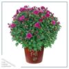 Live Flowering Hardy Chrysanthemum in Happy Fall Deco Planter - Purple - Beautiful Fall Color -15" Tall by 12" Wide in 3 Qt Deco Pot - Image 2