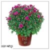 Live Flowering Hardy Chrysanthemum in Happy Fall Deco Planter - Purple - Beautiful Fall Color -15" Tall by 12" Wide in 3 Qt Deco Pot - Image 7