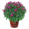 Live Flowering Hardy Chrysanthemum in Happy Fall Deco Planter - Purple - Beautiful Fall Color -15" Tall by 12" Wide in 3 Qt Deco Pot - Image 8