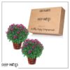Live Flowering Hardy Chrysanthemum in Happy Fall Deco Planter - Purple - Beautiful Fall Color -15" Tall by 12" Wide in 3 Qt Deco Pot - Image 11