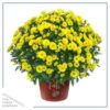 Live Flowering Hardy Chrysanthemum in Happy Fall Deco Planter - Yellow - Beautiful Fall Color - 15" Tall by 12" Wide in 3 Qt Deco Pot - Image 2