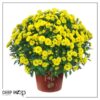 Live Flowering Hardy Chrysanthemum in Happy Fall Deco Planter - Yellow - Beautiful Fall Color - 15" Tall by 12" Wide in 3 Qt Deco Pot - Image 6