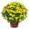 Live Flowering Hardy Chrysanthemum in Happy Fall Deco Planter - Yellow - Beautiful Fall Color - 15" Tall by 12" Wide in 3 Qt Deco Pot