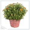 Live Flowering Hardy Chrysanthemum in Wicker Basket - Orange - Beautiful Fall Color - 15" Tall by 12" Wide in 3 Quart Pot - Image 2