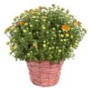 Live Flowering Hardy Chrysanthemum in Wicker Basket - Orange - Beautiful Fall Color - 15" Tall by 12" Wide in 3 Quart Pot - Image 11