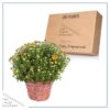 Live Flowering Hardy Chrysanthemum in Wicker Basket - Orange - Beautiful Fall Color - 15" Tall by 12" Wide in 3 Quart Pot - Image 6