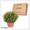 Live Flowering Hardy Chrysanthemum in Wicker Basket - Orange - Beautiful Fall Color - 15" Tall by 12" Wide in 3 Quart Pot - Image 14