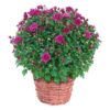 Live Flowering Hardy Chrysanthemum in Wicker Basket - Purple - Beautiful Fall Color - 15" Tall by 12" Wide in 3 Quart Pot