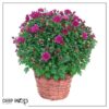 Live Flowering Hardy Chrysanthemum in Wicker Basket - Purple - Beautiful Fall Color - 15" Tall by 12" Wide in 3 Quart Pot - Image 9