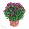 Live Flowering Hardy Chrysanthemum in Wicker Basket - Purple - Beautiful Fall Color - 15" Tall by 12" Wide in 3 Quart Pot - Image 2