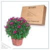 Live Flowering Hardy Chrysanthemum in Wicker Basket - Purple - Beautiful Fall Color - 15" Tall by 12" Wide in 3 Quart Pot - Image 6