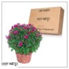 Live Flowering Hardy Chrysanthemum in Wicker Basket - Purple - Beautiful Fall Color - 15" Tall by 12" Wide in 3 Quart Pot - Image 13
