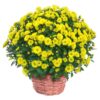 Live Flowering Hardy Chrysanthemum in Wicker Basket - Yellow - Beautiful Fall Color - 15" Tall by 12" Wide in 3 Quart Pot