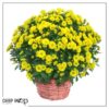 Live Flowering Hardy Chrysanthemum in Wicker Basket - Yellow - Beautiful Fall Color - 15" Tall by 12" Wide in 3 Quart Pot - Image 8