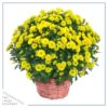 Live Flowering Hardy Chrysanthemum in Wicker Basket - Yellow - Beautiful Fall Color - 15" Tall by 12" Wide in 3 Quart Pot - Image 2