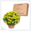 Live Flowering Hardy Chrysanthemum in Wicker Basket - Yellow - Beautiful Fall Color - 15" Tall by 12" Wide in 3 Quart Pot - Image 6