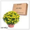 Live Flowering Hardy Chrysanthemum in Wicker Basket - Yellow - Beautiful Fall Color - 15" Tall by 12" Wide in 3 Quart Pot - Image 12