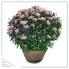 Live Hardy Chrysanthemum in Whiskey Barrel - Pink - Colorful Fall Mums - 15" Tall by 12" Wide in 1.15 Gal Deco Pot - Image 3