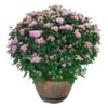 Live Hardy Chrysanthemum in Whiskey Barrel - Pink - Colorful Fall Mums - 15" Tall by 12" Wide in 1.15 Gal Deco Pot - Image 5