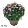Live Hardy Chrysanthemum in Whiskey Barrel - Pink - Colorful Fall Mums - 15" Tall by 12" Wide in 1.15 Gal Deco Pot - Image 6